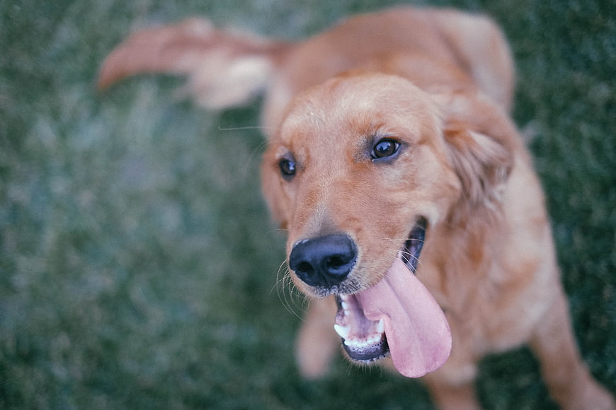 Happy Golden Retriever Panting on Green Grass