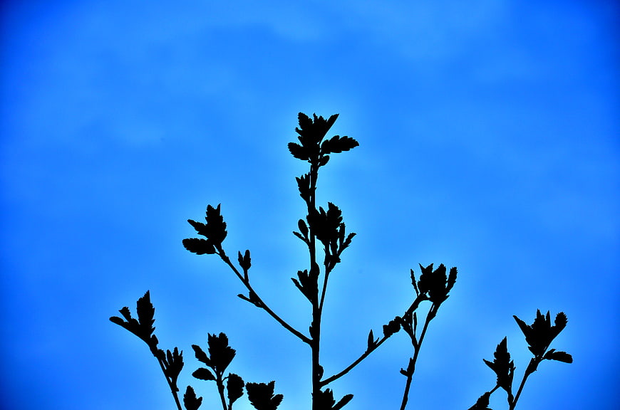 Silhouette of tree branches against a vibrant blue sky