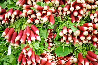 Fresh Red Radishes with Green Leaves at Farmers Market