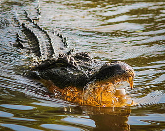 American Alligator Swimming in Swamp Water