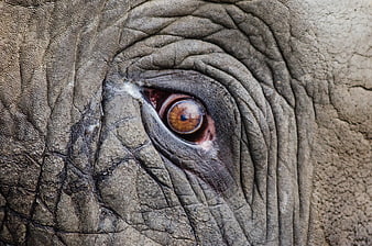 Close-up of wrinkled elephant eye with detailed texture