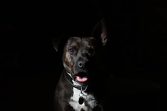 Dramatic low-key portrait of a black dog with white chest