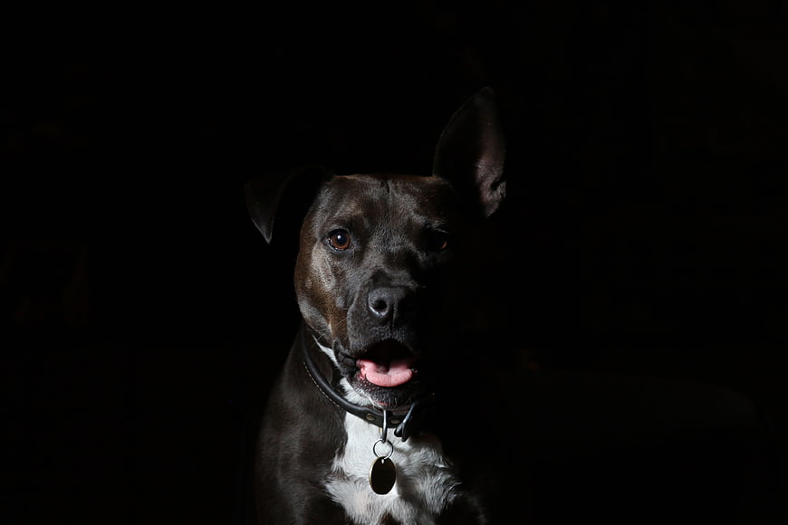 Dramatic low-key portrait of a black dog with white chest
