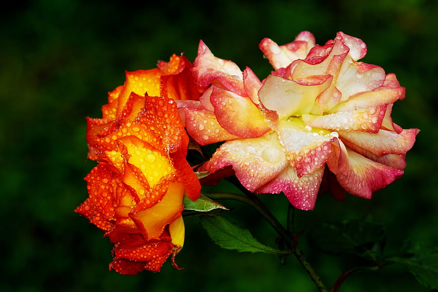 Vibrant Orange and Pink Roses with Dewdrops