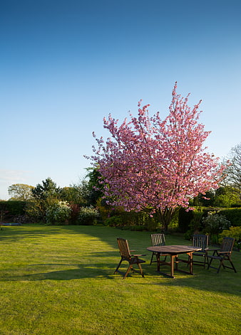 Blooming Pink Cherry Tree in Garden with Wooden Table