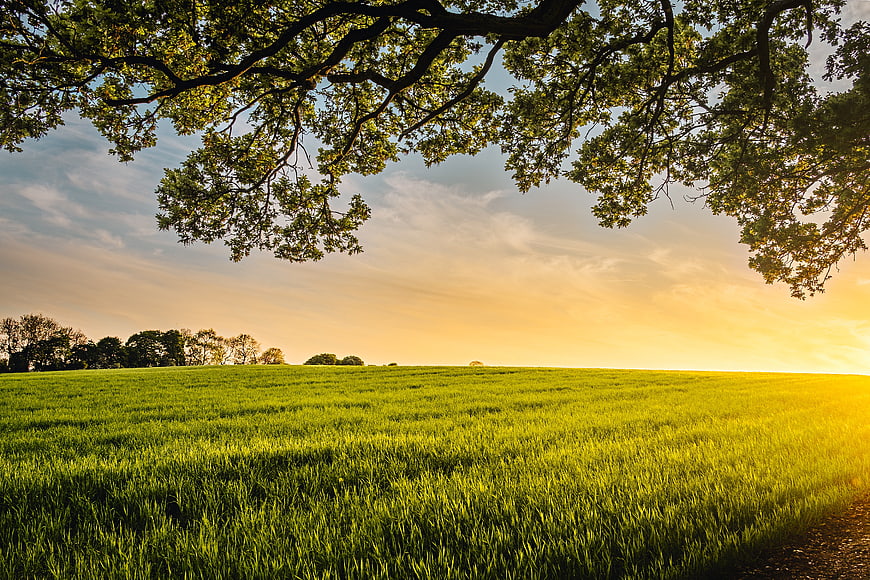 Sunlit Green Wheat Field with Tree Branches at Sunset