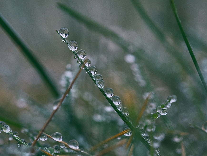 Macro photography of dew drops on green grass blade