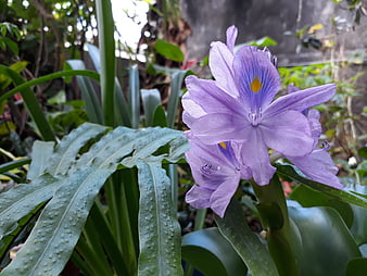 Close-up of purple water hyacinth flower with dewy leaves