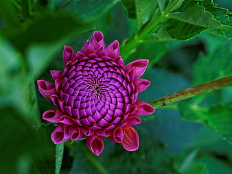 Close-up of a vibrant purple dahlia flower in a garden