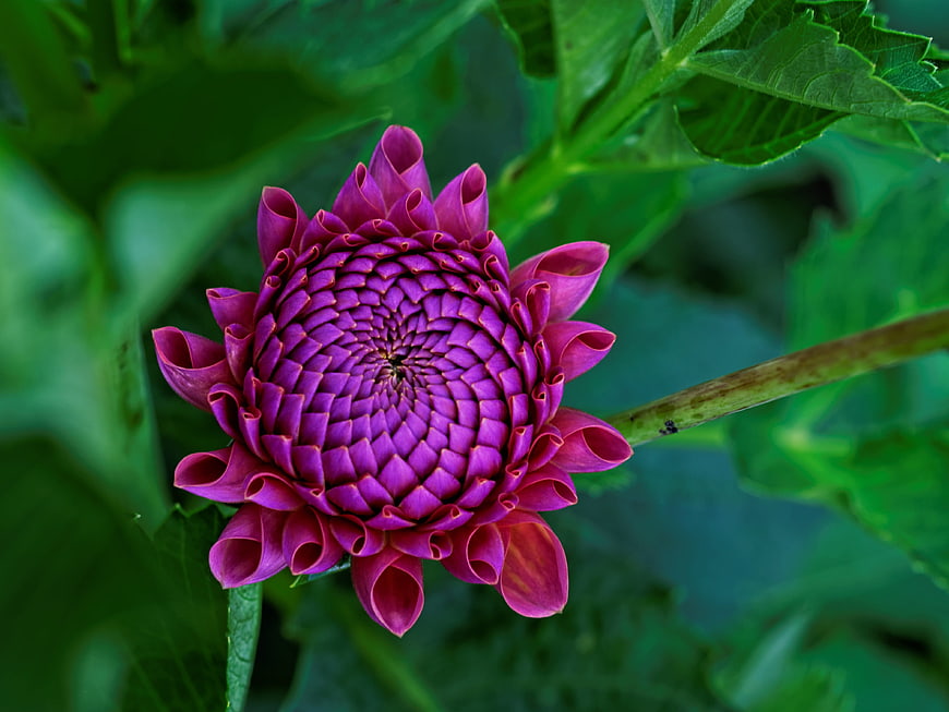 Close-up of a vibrant purple dahlia flower in a garden
