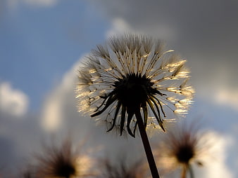 Backlit Dandelion Seed Head Against Blue Sky