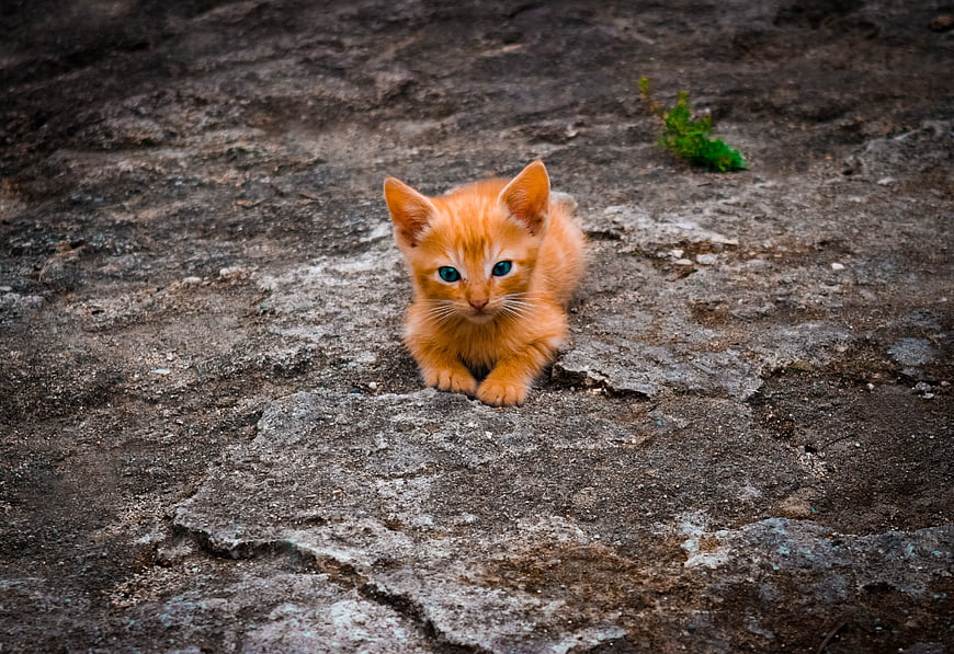 Cute Orange Kitten with Blue Eyes on Rough Concrete