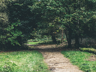 Dirt path winding through lush green forest with dappled sunlight