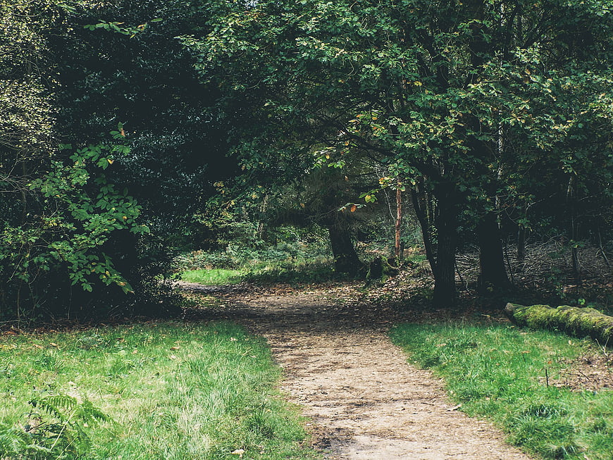 Dirt path winding through lush green forest with dappled sunlight