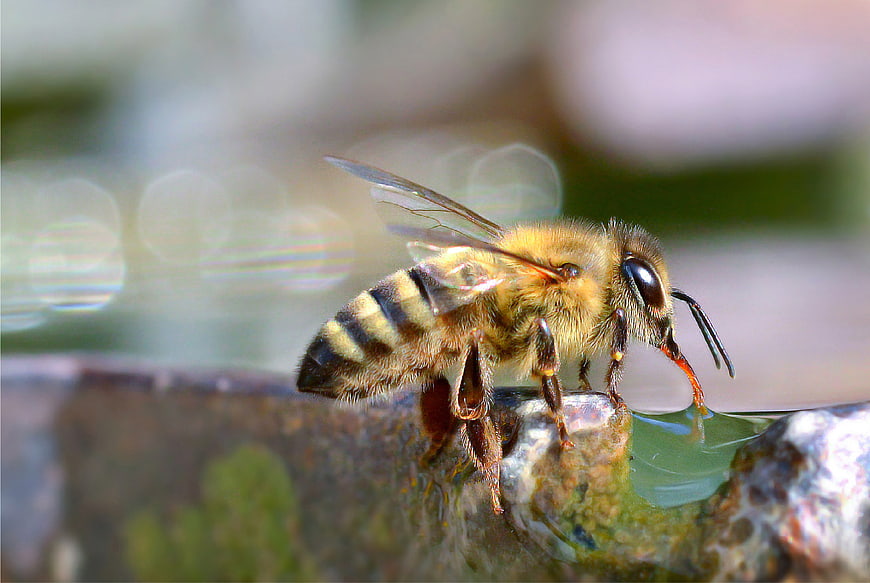 Macro close-up of a honeybee drinking water from a stone edge