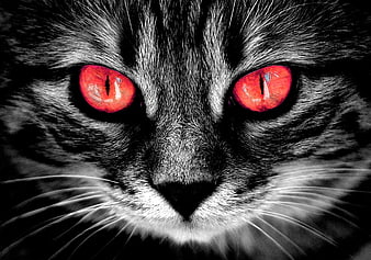 Close-up of a black cat with glowing red eyes