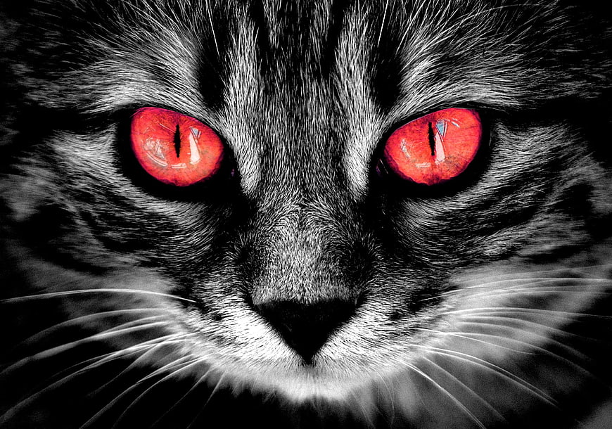 Close-up of a black cat with glowing red eyes