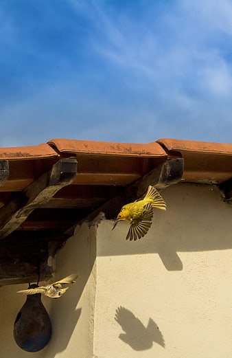 Yellow bird in flight near rustic roof and blue sky