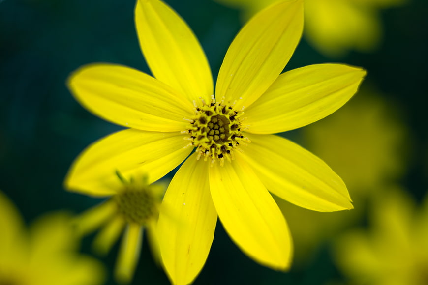 Close-up of a vibrant yellow flower with blurred background