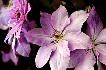 Close-up of purple clematis flowers with dark background