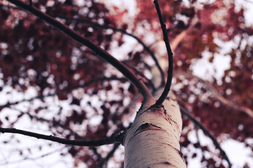 Low angle view of birch tree trunk with autumn leaves