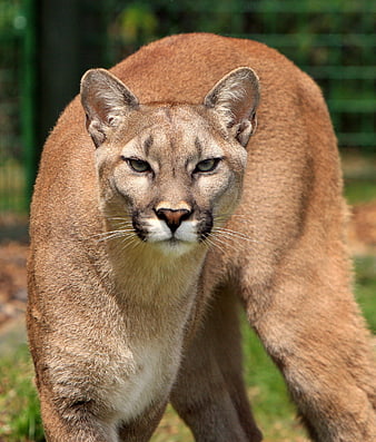Close-up portrait of a cougar walking in a zoo enclosure
