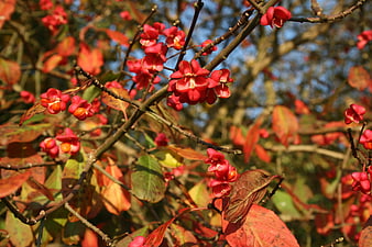 Vibrant Red Euonymus Alatus Berries on Autumn Branches
