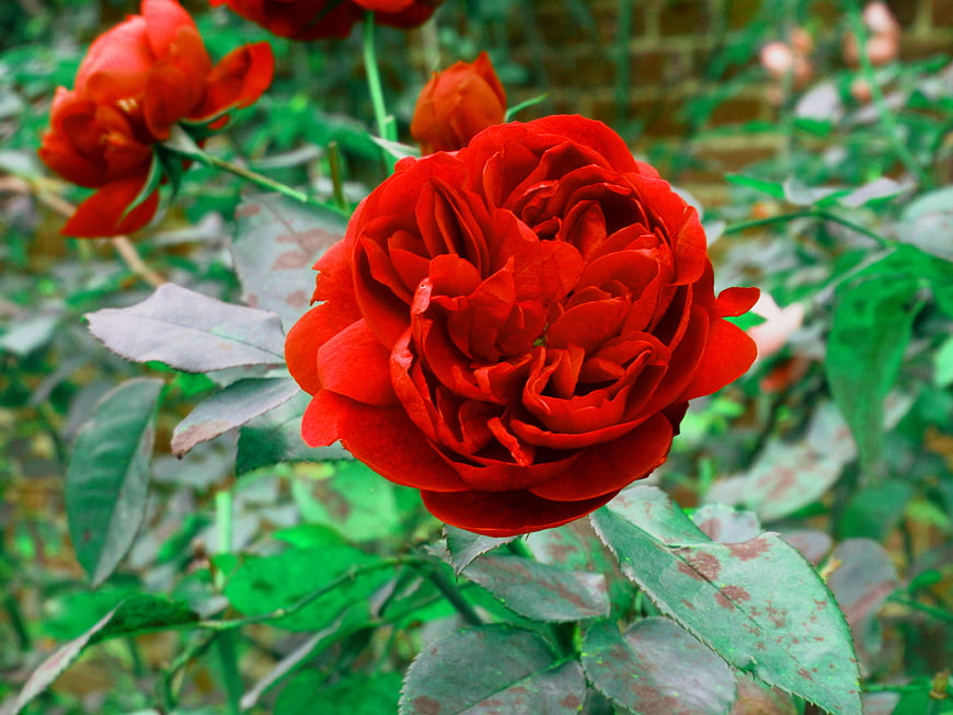 Vibrant Red Rose Bloom in Garden