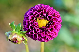 Vibrant Purple Dahlia Flower Close-Up with Green Bud