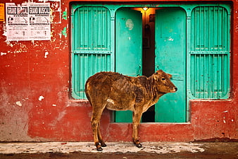 Brown Cow Standing In Front Of Colorful Turquoise Door In India