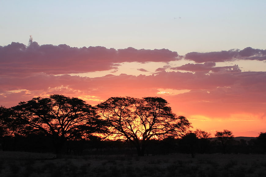 Silhouetted Acacia Trees Against Vibrant Sunset Sky