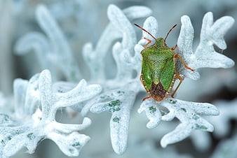 Green Shield Bug on White Fuzzy Plant Leaf