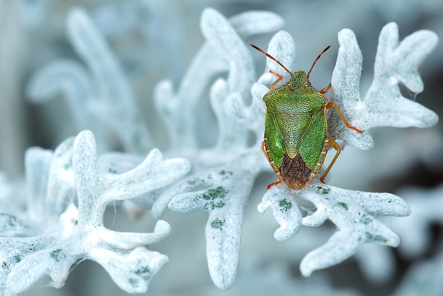 Green Shield Bug on White Fuzzy Plant Leaf