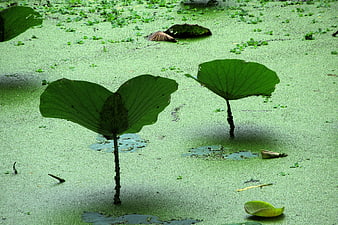 Large Lotus Leaves Rising from Green Duckweed Pond