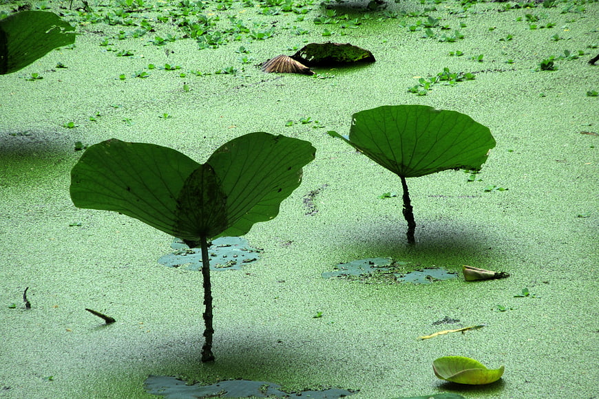 Large Lotus Leaves Rising from Green Duckweed Pond