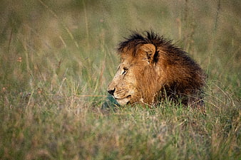 Majestic male lion resting in tall savanna grass