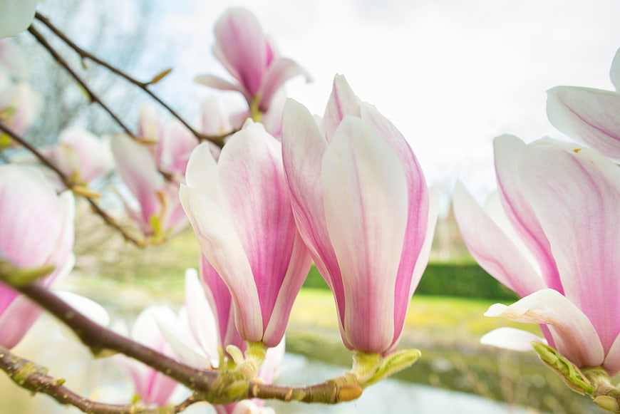 Pink and white magnolia blossoms on a branch in spring