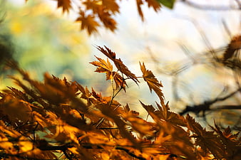 Golden Autumn Maple Leaves Backlit by Sunlight