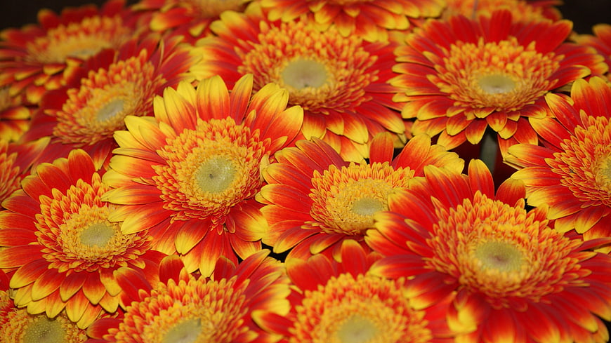 Vibrant Orange and Red Gerbera Daisy Close-Up