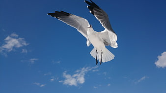 Seagull in Flight Against Blue Sky