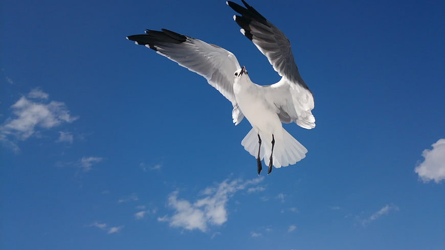Seagull in Flight Against Blue Sky