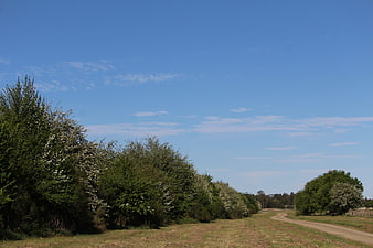Rural gravel road lined with blooming trees under blue sky