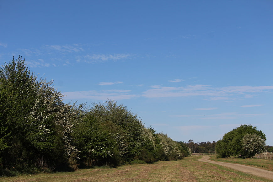 Rural gravel road lined with blooming trees under blue sky