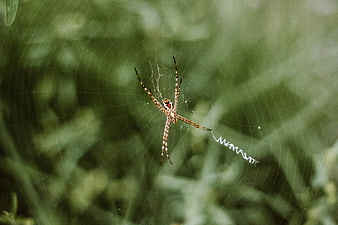 Garden Spider on Web with Stabilimentum in Nature