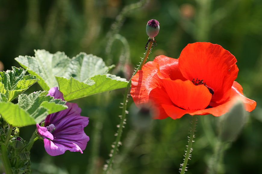 Vibrant Red Poppy and Purple Hollyhock in Sunlit Garden