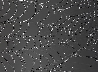 Macro photography of dew drops on a spider web