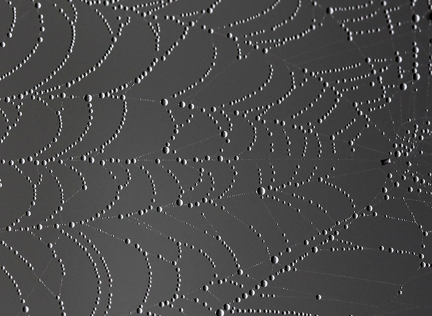 Macro photography of dew drops on a spider web