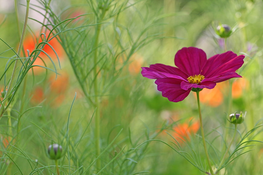 Vibrant Pink Cosmos Flower in Green Meadow