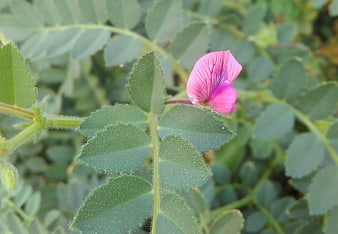 Close-up of pink wildflower with green leaves
