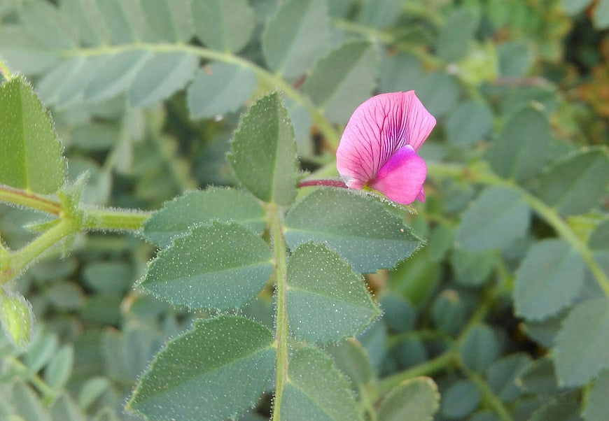 Close-up of pink wildflower with green leaves
